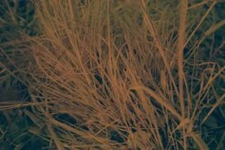 Seagull IR100 :: Color (expired) -Modern Camera Shop 10 texture