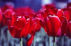 Expired Film :: Triple Packs -Modern Camera Shop 50155566967 7c6aee4ac7 k