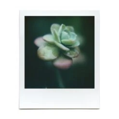 Macro Lens Set 34 Macro Lens Set -Modern Camera Shop BrendonParkerMarco2