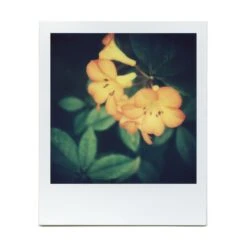 Macro Lens Set 38 Macro Lens Set -Modern Camera Shop BrendonParkerMarco4