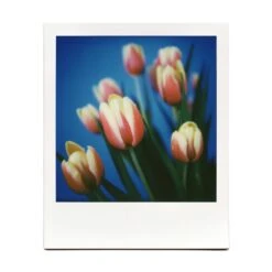 Macro Lens Set 36 Macro Lens Set -Modern Camera Shop BrendonParkerMarco6