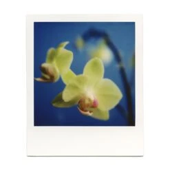 Macro Lens Set 40 Macro Lens Set -Modern Camera Shop BrendonParkerMarco7