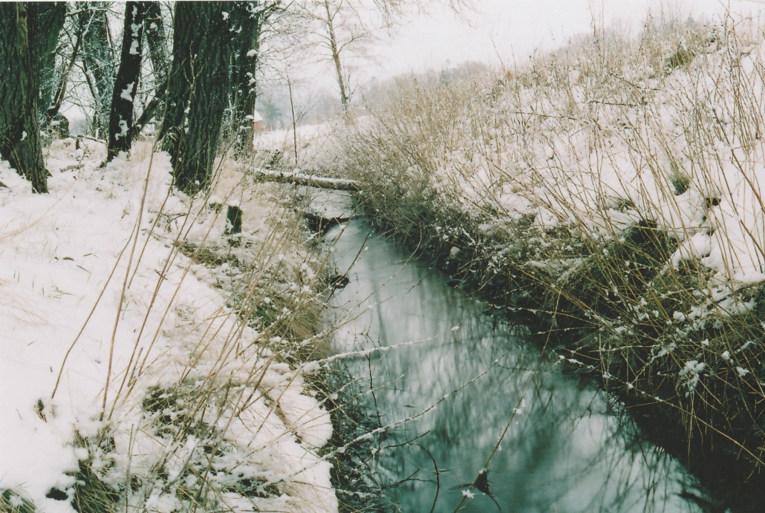 Freestyle Cinestill 50D :: Color 4 Freestyle Cinestill 50D :: Color - Image 2