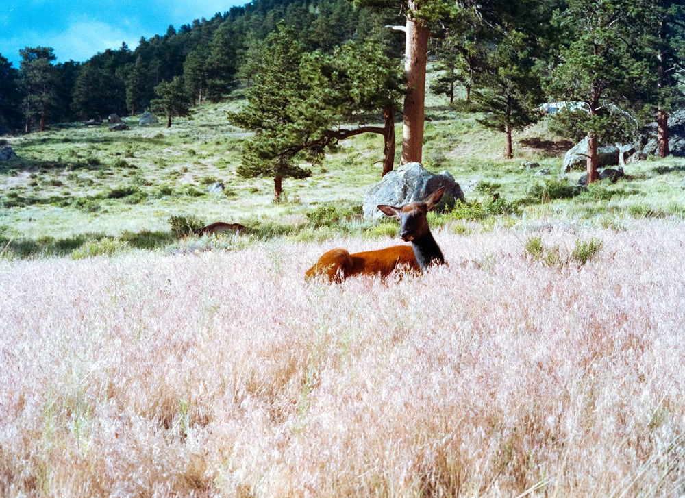 Freestyle Cinestill 400D :: Color 4 Freestyle Cinestill 400D :: Color - Image 2