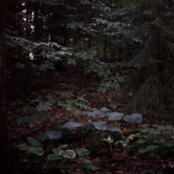 Freestyle Cinestill 800T :: Color -Modern Camera Shop Cinestill 800T 120 Shanna Hutchins 1