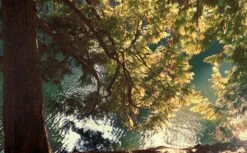 FujiFilm Fujicolor 200 :: Color -Modern Camera Shop Fuji 200 Shanna Hutchins 5