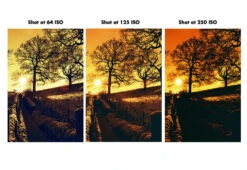 Harman Red :: Redscale -Modern Camera Shop Harmon Red Scale Sue Evans