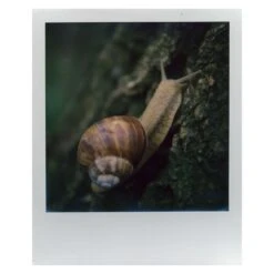 SX-70 Close-Up Lens :: Vintage Polaroid -Modern Camera Shop Image 2