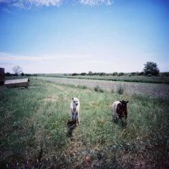 Lomography 100 :: Color -Modern Camera Shop Lomo 100 120 dream li