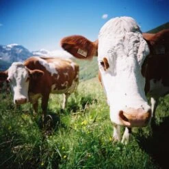 Lomography 100 :: Color -Modern Camera Shop Lomo 100 120 sally and matthias fiegl 1