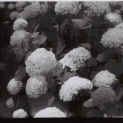 Lomography Orca :: B&W -Modern Camera Shop Lomo 110 Orca moka wong