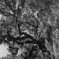 Lomography Lady Grey :: B&W -Modern Camera Shop Lomo Lady Grey 120 Shanna Hutchins 5