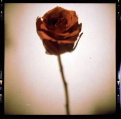 Lomochrome Metropolis 100-400 :: Color -Modern Camera Shop Lomo Metropolis 120 Tamara Saade 05