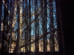 Lomography Tiger :: Color -Modern Camera Shop Lomo Tiger 110 Shanna Hutchins