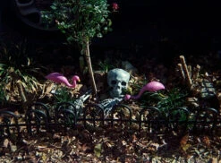 Lomography Tiger :: Color -Modern Camera Shop Lomo Tiger 110 Shanna Hutchins 2