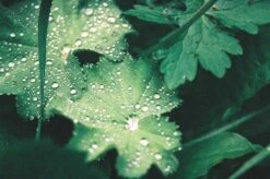 Harman Phoenix :: Color -Modern Camera Shop Phoenix 35mm Anita Richardson