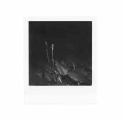 Polaroid 600 :: B&W Film -Modern Camera Shop Polaroid 600 BW Shanna Hutchins