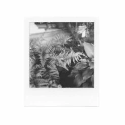 Polaroid 600 :: B&W Film -Modern Camera Shop Polaroid 600 BW Shanna Hutchins 02