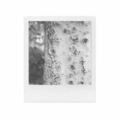 Polaroid SX-70 :: B&W Film 8 Polaroid SX-70 :: B&W Film -Modern Camera Shop Polaroid SX 70 BW Shanna Hutchins 01