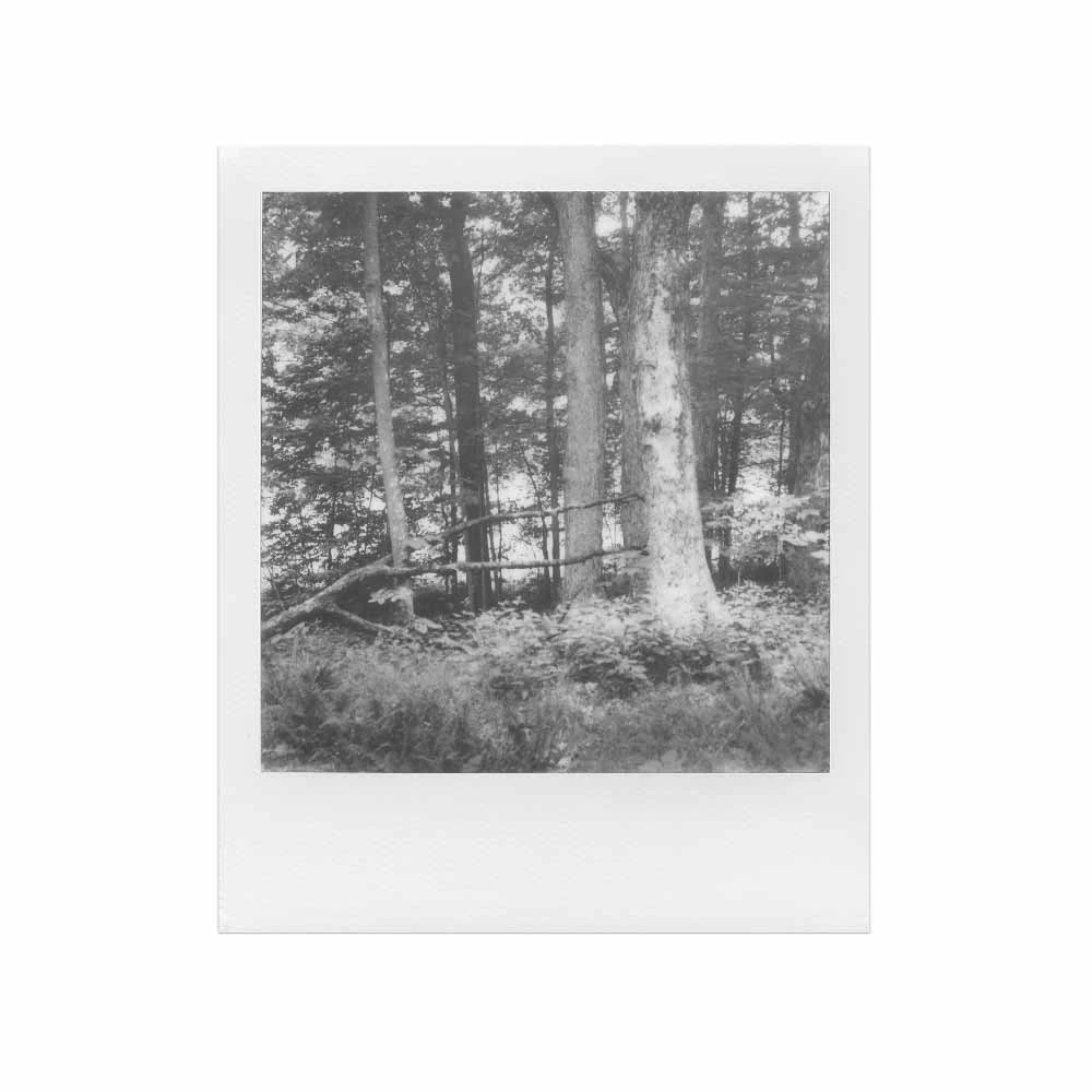 Polaroid SX-70 :: B&W Film 4 Polaroid SX-70 :: B&W Film - Image 2