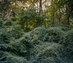 Unique Kodak Portra 160 :: Color -Modern Camera Shop Portra 160 Ellie Musgrave 4