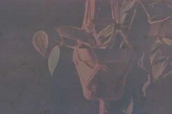 Seagull IR100 :: Color (expired) -Modern Camera Shop Seeagull 1