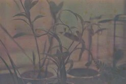 Seagull IR100 :: Color (expired) -Modern Camera Shop Seeagull 4